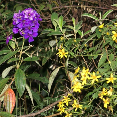 Flora típica da Cachoeira do Fundão Flora típica da Cachoeira do Fundão